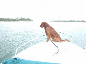 dusty_boat Dusty "the love puppy"