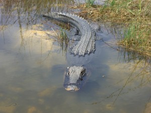 Gator at Shark Valley