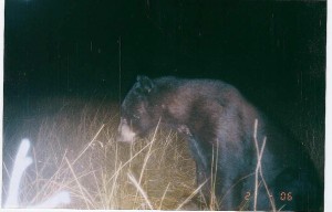 Everglades (Big Cypress) Black Bear 