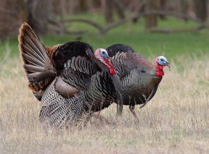 A pair of nice Gobblers!