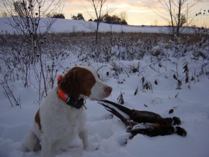 A great dog in a great place!