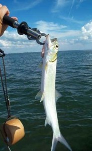 Typical BIscayne Bay Ladyfish
