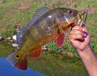 peacock bass fishing