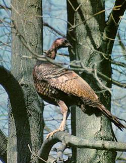 turkeys in roost