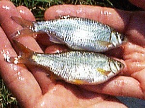 Golden Shiners are Great Bait