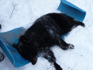 A Yearling Boar