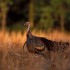 How to call a Wild Turkey
