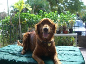 My best friend Dusty