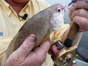 A lead head jig with a stinger hook and baited with a piece of night crawler works great on drum. 