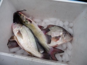 If you're keeping smaller fish to eat, make sure you pack along a cooler and ice to preserve the flavor and freshness. 