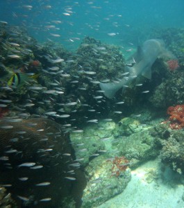 patch2 Typical South Florida Patch Reef