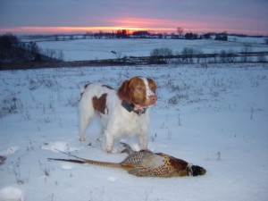 Cheka with a Pheasant