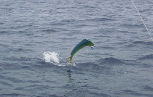 Fish On!