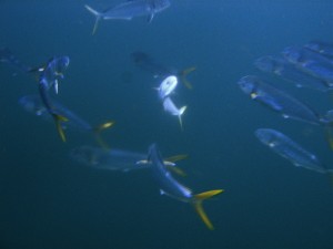 Dolphin Under boat