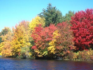 foliage3 Incredible Fall Colors