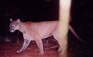 Florida Panther