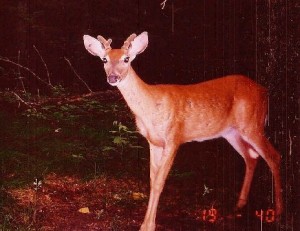 Small Florida Buck