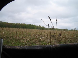 View from the edge of a field
