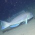 How to Catch Golden Tilefish off South Florida