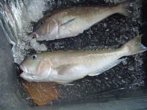 Be sure to check catch limits