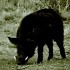 Tips for a Successful and Exciting Wild Boar Hunt