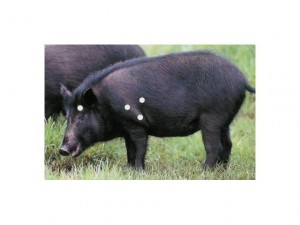 Shot placement on a wild pig