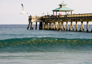 Yellowtails schooling in the surf