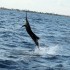 South Florida Sailfish Tales