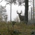 How to Hunt Deer From a Ground Blind
