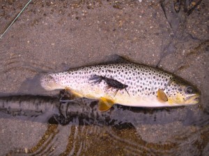 Brown Trout