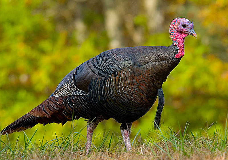how to call late season turkey The Outdoors Guy