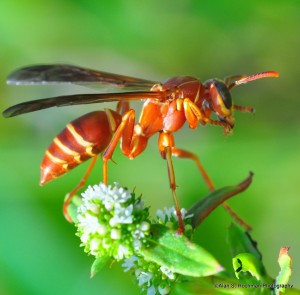 Close of Wasp in Arch Creek Memorial Park, Miami Fl.