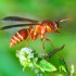 Close up of Wasp in Arch Creek Memorial Park