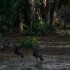 Wild Turkey Hunting – Pursuit of the Elusive Osceola