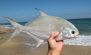 pompano