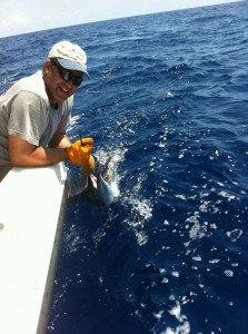 Sailfish