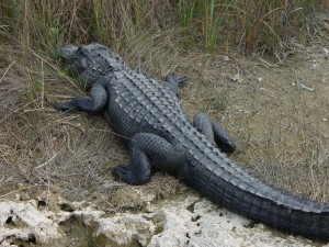 Shark_Valley 070 American Alligator at Shark Valley
