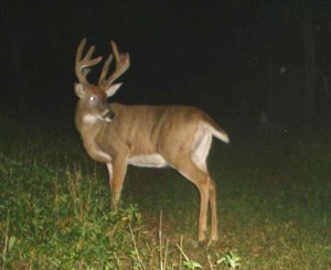 buck1 Game Cameras are working for you 24/7
