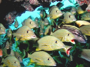 Grunts Grunts on Frenchman's Reef off Key Largo