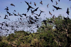 bat cave The Eckert James Bat Cave