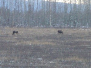 Moose in Alaska