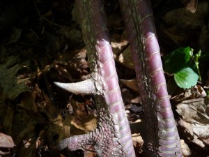 davegbbler2 Wild Turkey Spurs
