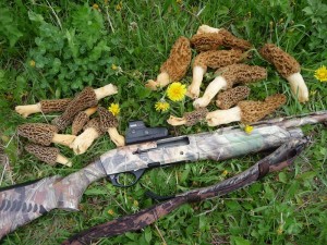 davidmorrels Late season Turkey allows you to find other goodies as well, Morel Mushroooms!