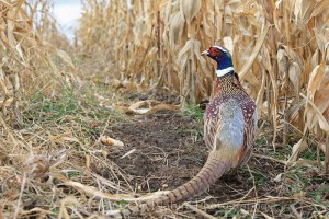 pheasant in corn Pheasant can use rows of corn like a super highway so you need to be stealthy