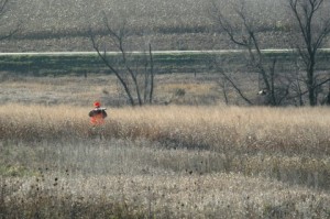 pheasant_hunting without a dog pheasant_hunting without a dog