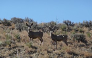 2 mule deer Mule Deer Picking up scent