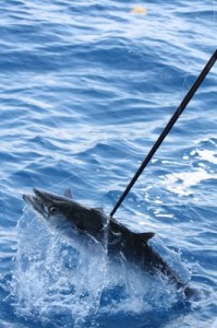 Gaffing a Kingfish
